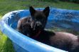 Karl with his swim buddy