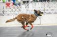 Flyball