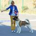 American Akita INDI - ALL FOR ALMIGHTY kennel - www.amakitakennel.com - FIRST PLACE IN JUNIOR CLASS, BEST JUNIOR - ROMANIA