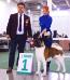 American Akita INDI - ALL FOR ALMIGHTY kennel - www.amakitakennel.com - FIRST PLACE IN FEMALE OPEN CLASS