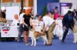 American Akita INDI (ALL FOR ALMIGHTY kennel)  https:&#x2F;&#x2F;www.amakitakennel.com - EURO DOG SHOW 2019 - EDS2019