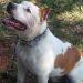  Tyron Strong Fortress Dog's