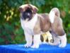 American Akita VOLDY the KNIGHT of BESTS (ALL FOR ALMIGHTY kennel) - www.amakitakennel.com - 7 weeks