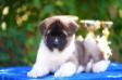 American Akita VOLDY the KNIGHT of BESTS (ALL FOR ALMIGHTY kennel) - www.amakitakennel.com - 7 weeks