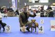 international dog show DUOCACIB - 4th place in open class, 2019
