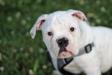 Baby Blanco 
