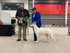 Group 3 in Herding Specialty at 17 months