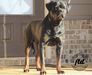 Akbarforce Mack (Batman) Standing 15 Months