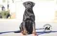 Akbarforce Mack (Batman) Sitting 14 Months