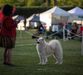 Samoyed Club of Los Angeles / Samoyed Club of San Diego Specialties, January 2020