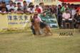 China VA2   2009     tarah 