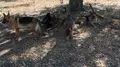 The two sisters Havoc and Delta, Wick, Ilka and Vito