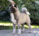 American Akita AMFASHION PRINCESS LEIA  (ALL FOR ALMIGHTY kennel) - www.amakitakennel.com 