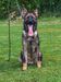 SUPER YOUNG SABLE GSD  PROFESSIONALLY TRAINED SINCE 7 WEEKS FAMILY,PROTECTION,COMPANION,SPORT.