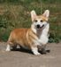  Pembroke Welsh Corgi 