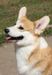  Pembroke Welsh Corgi 