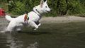 water rescue