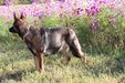 10/16/2020-Blue Moon litter due 10/31/2020 Brandi x Nero Vom Buchonia