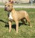 Tanner at 7mos'PR' Nevada Larum's TKO
