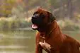 Tosa inu dog Isamu MS