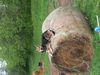 Lily on hay bale