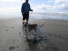 Dozer at the beach with my 6&#x27;1&quot; hubby