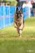 AKC Fast CAT (Coursing Ability Test)