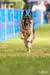 AKC Fast CAT (Coursing Ability Test)