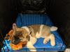 Code is well crate-trained, sleeping peacefully in his crate.