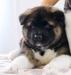 American akita puppy - All for Almighty May The Force Be - 6 weeks old - https:&#x2F;&#x2F;www.amakitakennel.com