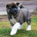 American akita puppy - All for Almighty May The Force Be - 8 weeks old - https:&#x2F;&#x2F;www.amakitakennel.com