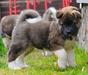 American akita puppy - All for Almighty May The Force Be - 6 weeks old - https:&#x2F;&#x2F;www.amakitakennel.com