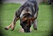Obedience