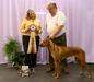 Lucy's UKC BIS win 2019