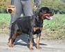 CHAMPIONAMI POLSKI CARINA Rotsad (2,5 years old)  01.03.2020 F: AL CAPONE Vom Hause Rottik M: CORA Cordis