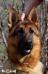 Kajos Head shot