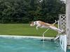 Learning to dock dive 2024