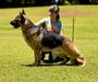 June 2025, finishing AKC CH for his 4th major under judge Dannelle Brown 