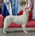 International Champion JR