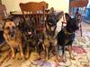Brandi and the gang. Jake, Brandi, Trex (there's one in every crowd) and Vie.