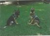 Zesch and Konige her sire