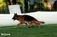 Puma d'Ulmental @ Balkanika 2010