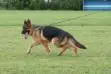 Furbo movement