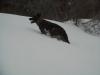 Chatza running (again) in the snow...