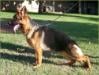 Dasty de Herr Kan - 7 Meses