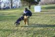 Police & Schutzhund Training