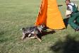 Police & Schutzhund Training