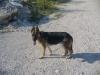 Playin fetch