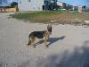 Playin fetch