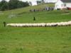 Lexie moving the sheep back to the pen